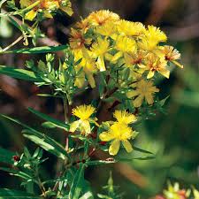 Image result for Hypericum