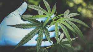Taking Issue What Do We Need To Think About As We Approach The 2020 Cannabis Referendum The University Of Auckland