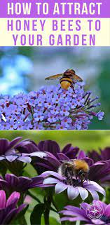 How to attract honey bees to my garden. How To Attract Honey Bees To Your Garden There Are Things You Can Plant And Small Changes To Landscape That Will Make A Bee Garden Creative Gardening Plants