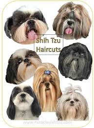 How to diy shih tzu haircut at home. Shih Tzu Haircuts Miracle Shih Tzu