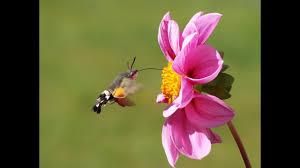 Джейсон стэйтем, агата бузек, бенедикт вонг и др. Insekt Das Wie Ein Kolibri Fliegt In Deutschland Taubenschwanz Kolibrifalter Hummingbird Youtube