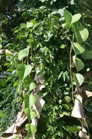 Image result for Merremia palmata