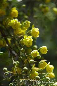 Image result for Hypoxis subspicata