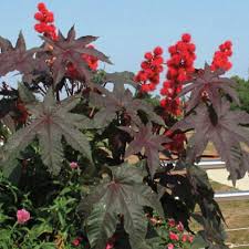 Image result for Ricinus