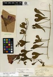 Image result for Ipomoea linosepala