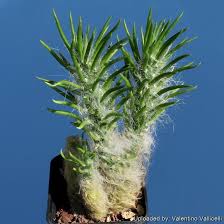 Image result for Austrocylindropuntia