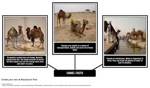 I now have three translations of carry on movies to do… How The Camel Got His Hump