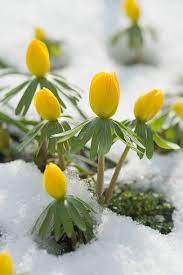 Modern, traditional, eclectic, rustic, glam, farmhouse, country 15 Best Plants That Bloom In Winter Flowers That Develop In The Cold