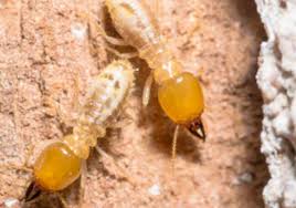 Natural pest control, mosquito control, natural mosquito repellent, gardening hacks, garden pest control, tips and tricks. Pinecrest Pest Control Service Sharpshot Pest Control