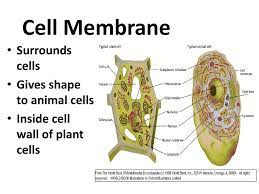 Check spelling or type a new query. Chapter 8 Cell Transport Ppt Download
