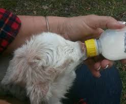 Bottle Feeding Your Baby Goats Page 1 2 Country Farms
