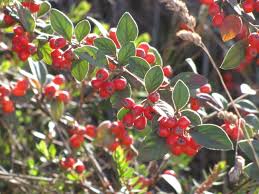 Image result for Cotoneaster