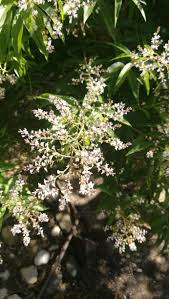 Image result for Aloysia