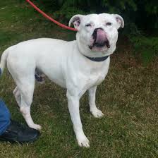 Casper – Doris Banham Dog Rescue