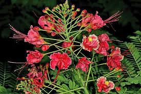 Image result for Caesalpinia rubra