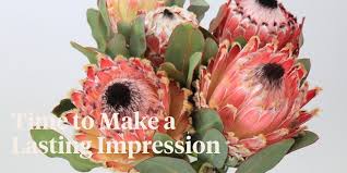 Image result for Protea argyrea