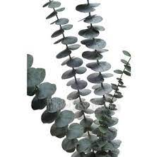 Eucalyptus Wholesale Flowers Australian Native Flowers White Lotus Flower