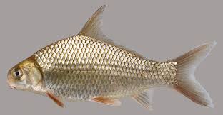 Black And White Striped Fish Florida Highfin Carpsucker In 2020 Florida Fish Fish Fish Gallery