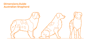 Australian Shepherd Dimensions Drawings Dimensions Guide