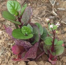 Image result for Basella