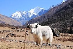 Image result for yak