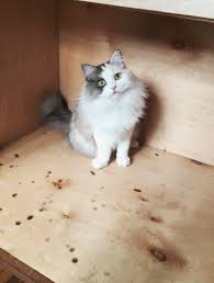 Ask question asked 2 months ago. How To Introduce A New Cat To Other Cats Almost Makes Perfect