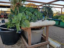 Aquaponics Class Explores Options For Raising Prawns In The Arizona Desert Kjzz