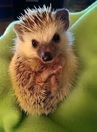 What Do Hedgehogs Eat A Healthy Diet For Your Amazing Companion Animal Facts Blog Cute Hedgehog Cute Little Animals Hedgehog Pet