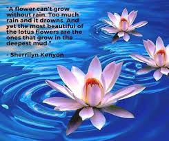 Beautiful Lotus Flower Quotes Enkiquotes Lotus Flower Quote Flower Quotes Lotus Flower