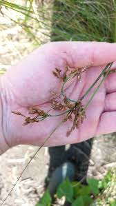 Image result for Fimbristylis quinquangularis