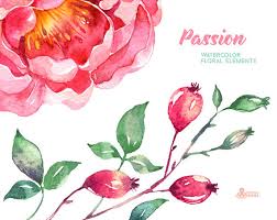 Bilder 237 photos · curated by caren weeks. Passion 23 Watercolor Floral Elements Hand Painted Clipart Etsy Blumen Aquarell Blumenhochzeitseinladungen Aquarell