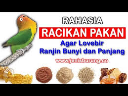 From i.ytimg.com untuk mencetak lb kons. 3 Racikan Pakan Lovebird Konslet Ngekek Panjang Page 2 Of 2 Burung Id