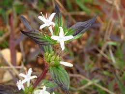 Image result for Spermacoce princeae