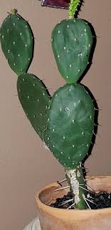 Larger cacti, like the columnar species have much larger roots. How Do I Re Transplant Two Different Cacti Hometalk