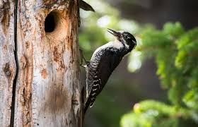In winter it often joins roving mixed flocks of 9 Types Of Woodpeckers In Michigan With Pictures Birdwatching Tips