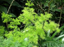 Image result for Asparagus macowanii