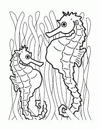 Our pretty seahourse colouring page is sure to encourage children of all ages to reach for the colouring pencils. Seahorse Pictures For Kids Coloring Home