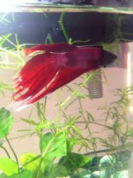 Betta Fish Possible Fin Rot Need Help Aquariacentral Com