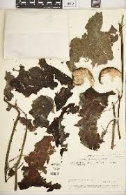 Image result for Lagenaria abyssinica