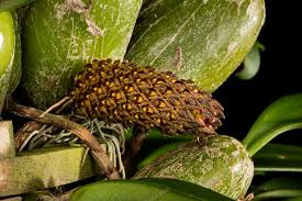 Image result for Bulbophyllum sp. nov