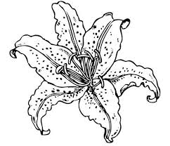 Lily Coloring And Drawing Page Flower Coloring Pages Lilies Drawing Flower Drawing