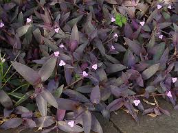 Image result for Tradescantia pallida