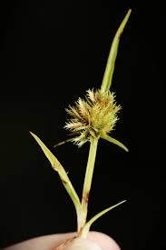Image result for Cyperus squarrosus