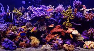 Aquario Aquarium Gif Aquario Aquarium Fish Discover Share Gifs Fish Gif Fish Aquarium Friendly Hug