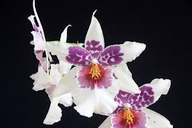 Image result for Disperis reichenbachiana