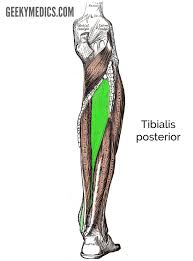 Start studying leg muscles posterior. Muscles Of The Lower Leg Anatomy Geeky Medics