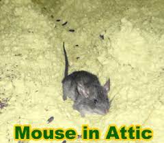 Mouse In The Attic How To Get Rid Of Mice In The Attic