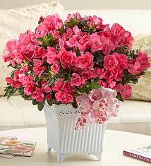 Indoor Azalea Care Tips Planting Growing Pruning Azaleas Azaleas Care Azalea Flower Plants