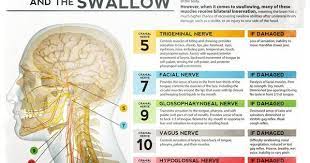 The Cranial Nerves And The Swallow Speech Therapy Materials Dysphagia Therapy Speech Language Pathology