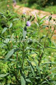 Image result for Vernonia galamensis